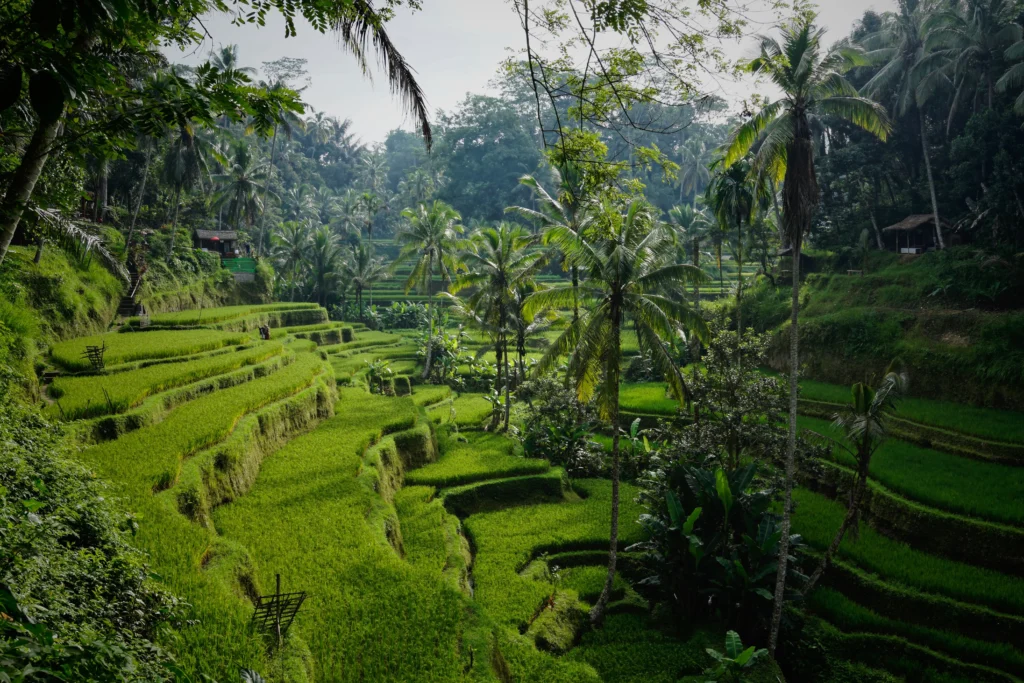 Investasi properti Ubud